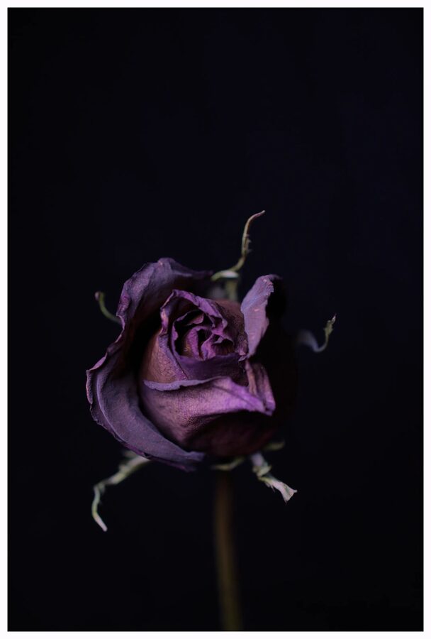 Faded Blooms, photo 2