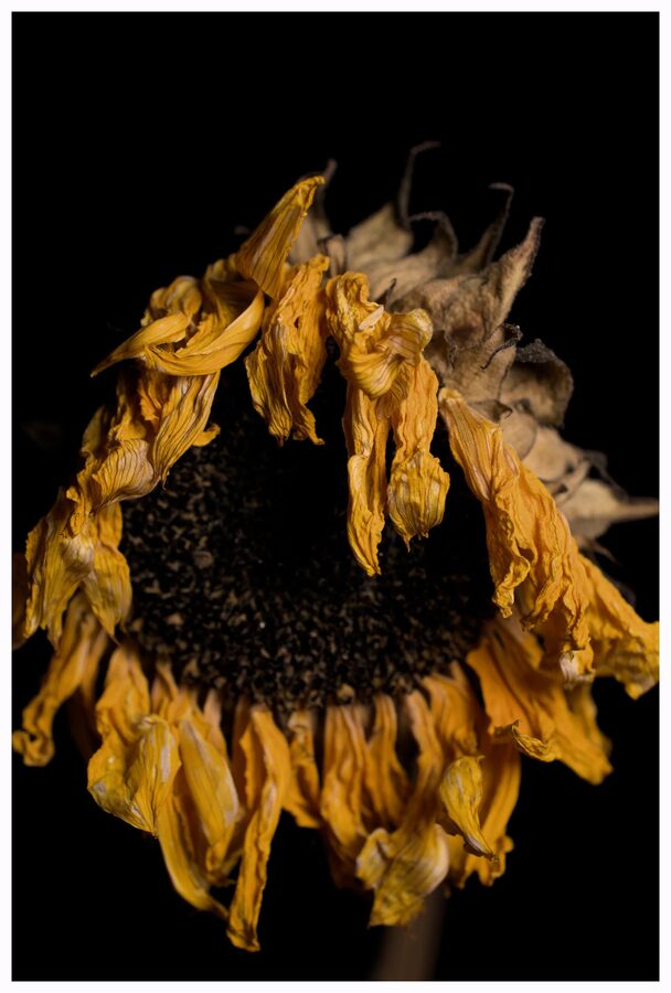 Faded Blooms, photo 1
