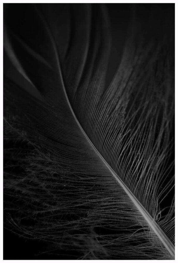 Feathers, photo 2
