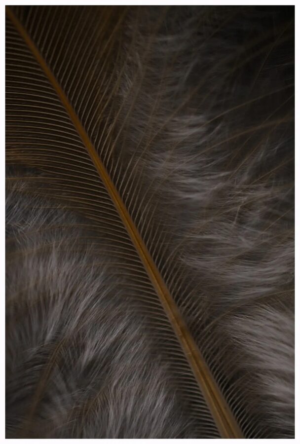Feathers, photo 1