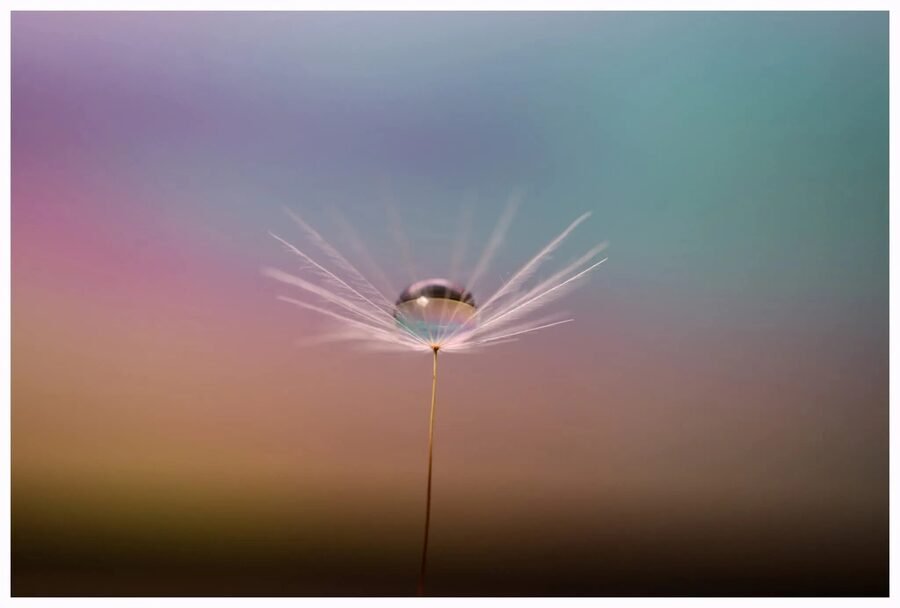 Dandelion Dreams, photo 1