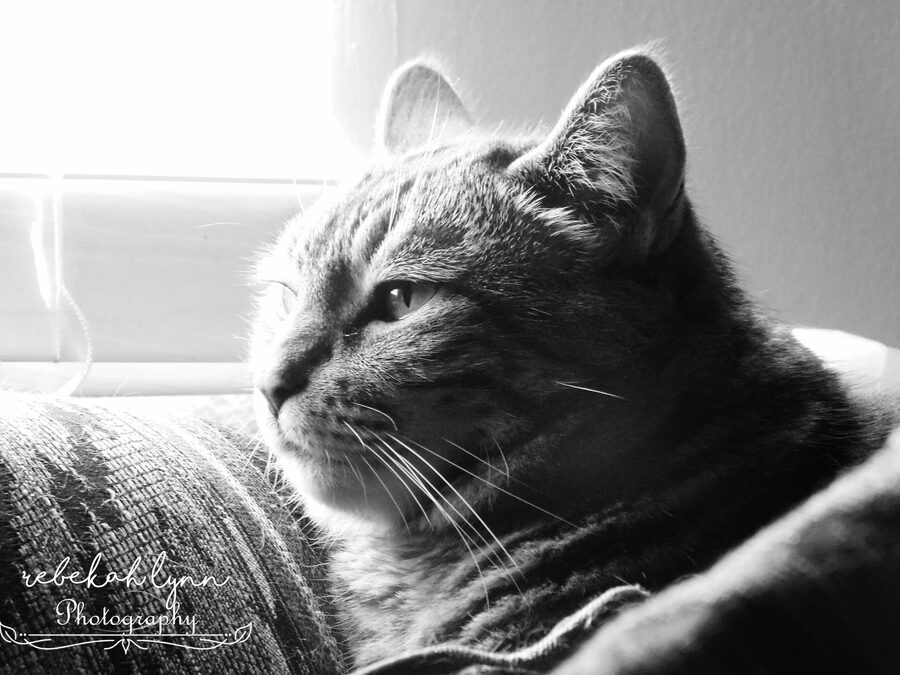 Monochrome, photo 18