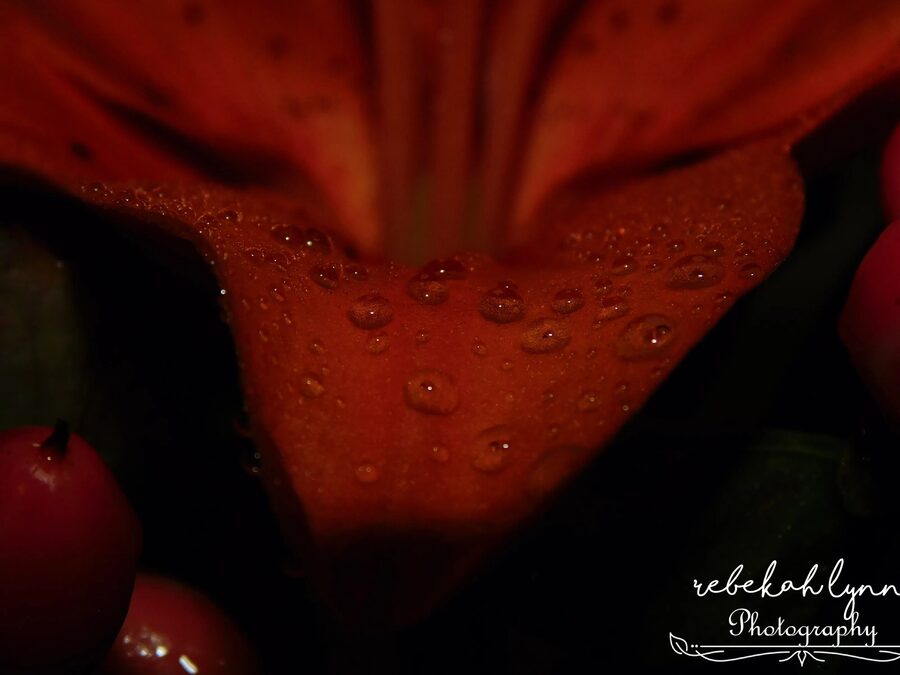 Florals, photo 17