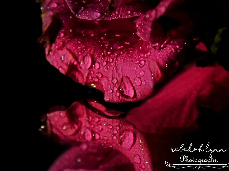 Florals, photo 16