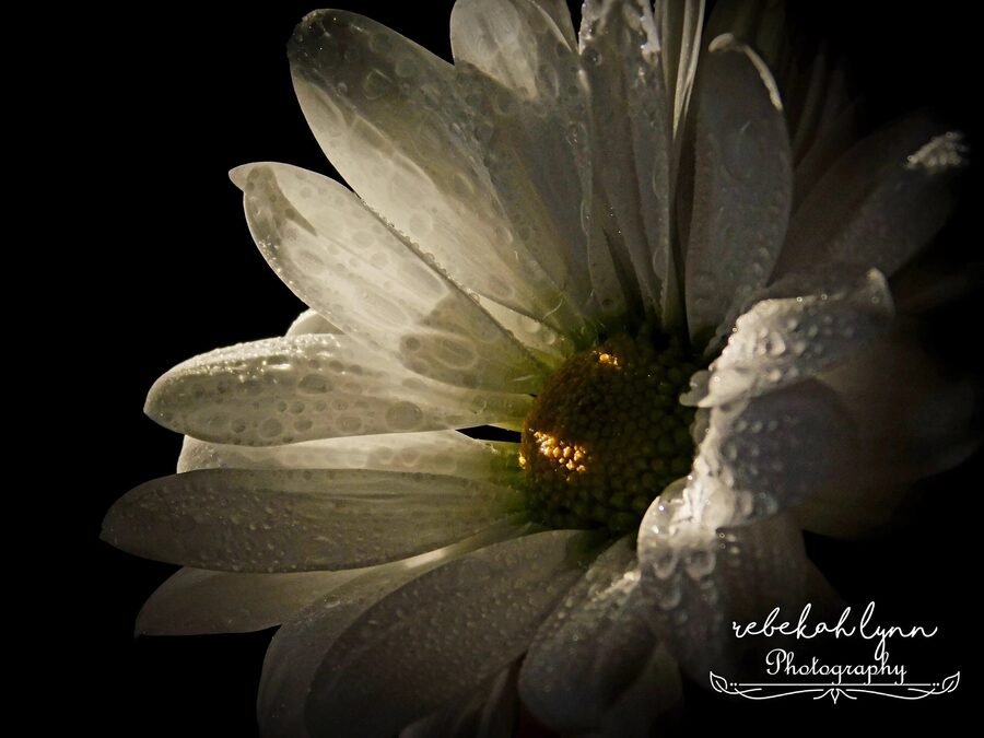 Florals, photo 14
