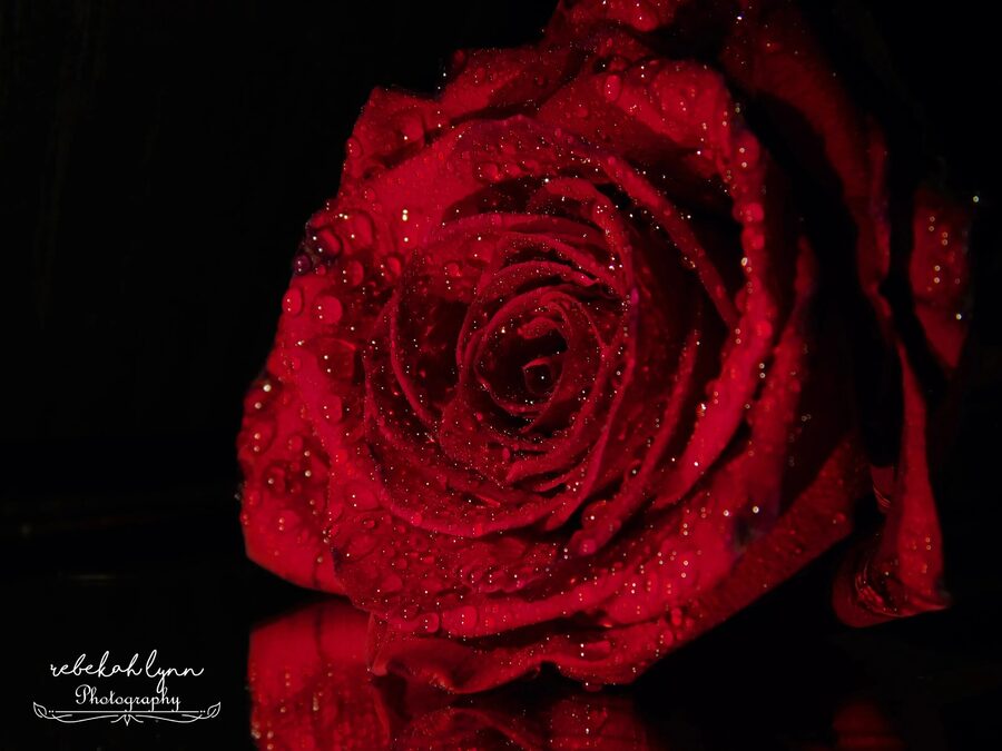 Florals, photo 13