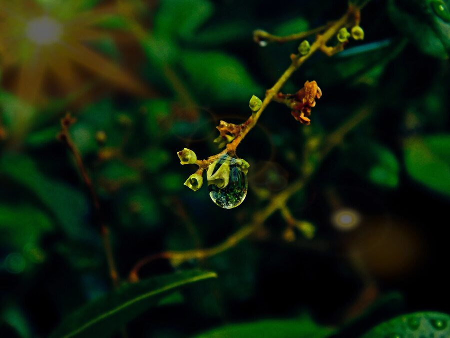 Dew Lines, photo 12
