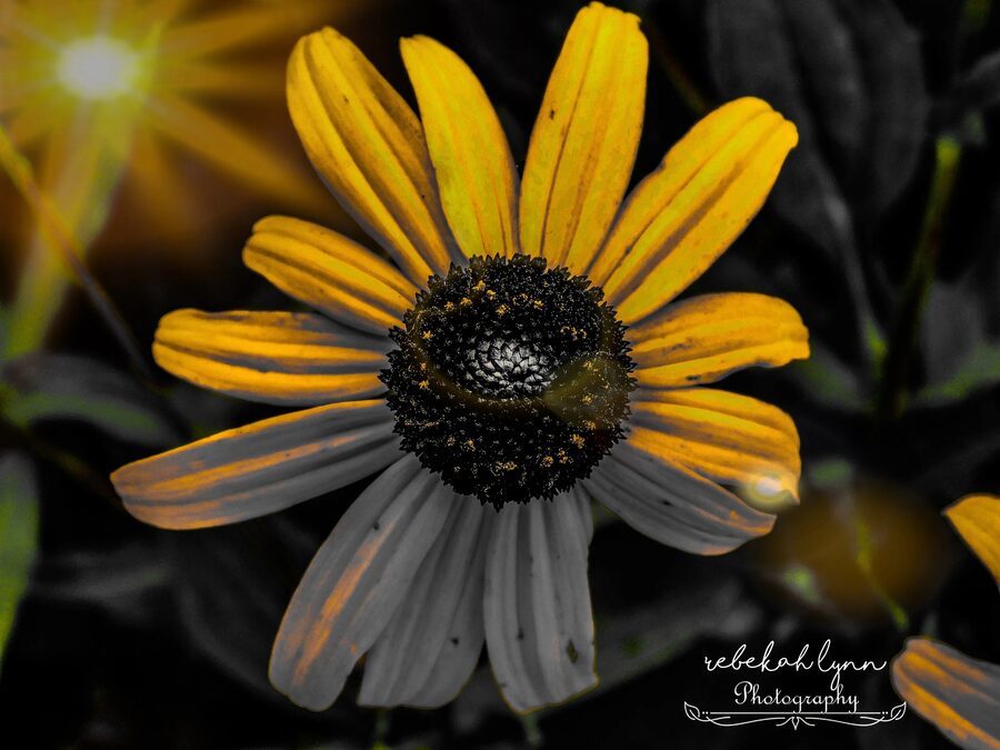 Florals, photo 12