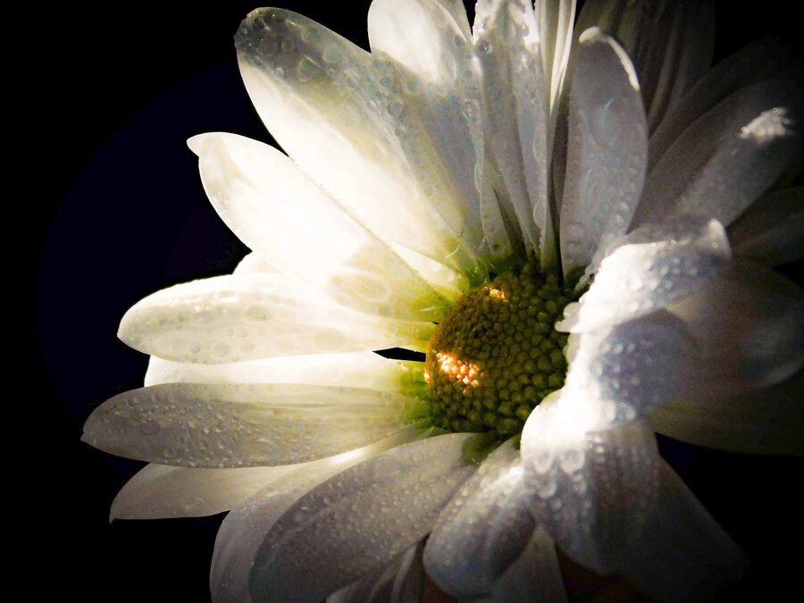 Florals, photo 11