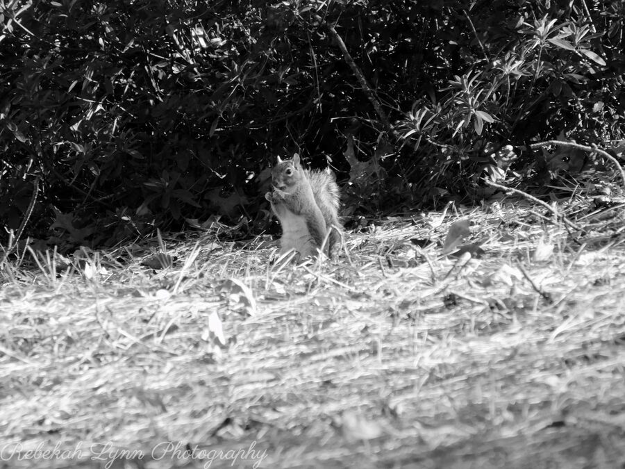 Monochrome, photo 11