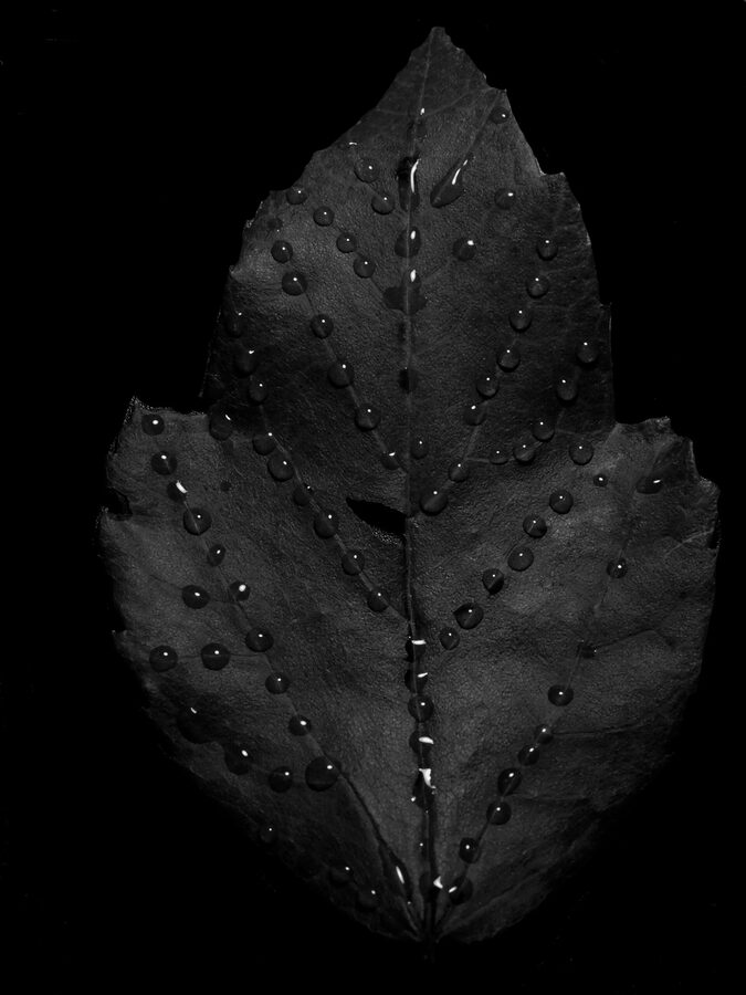 Monochrome, photo 7
