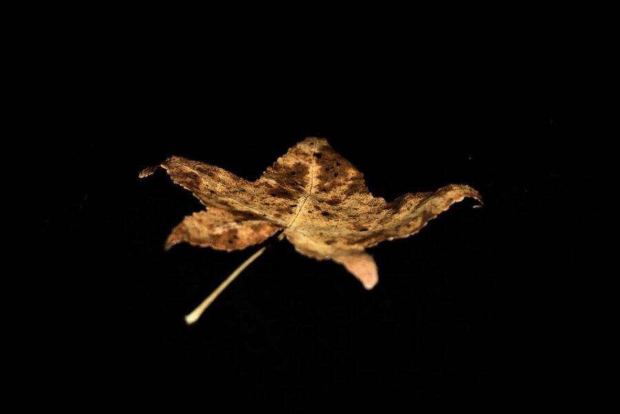 Faded Blooms, photo 17