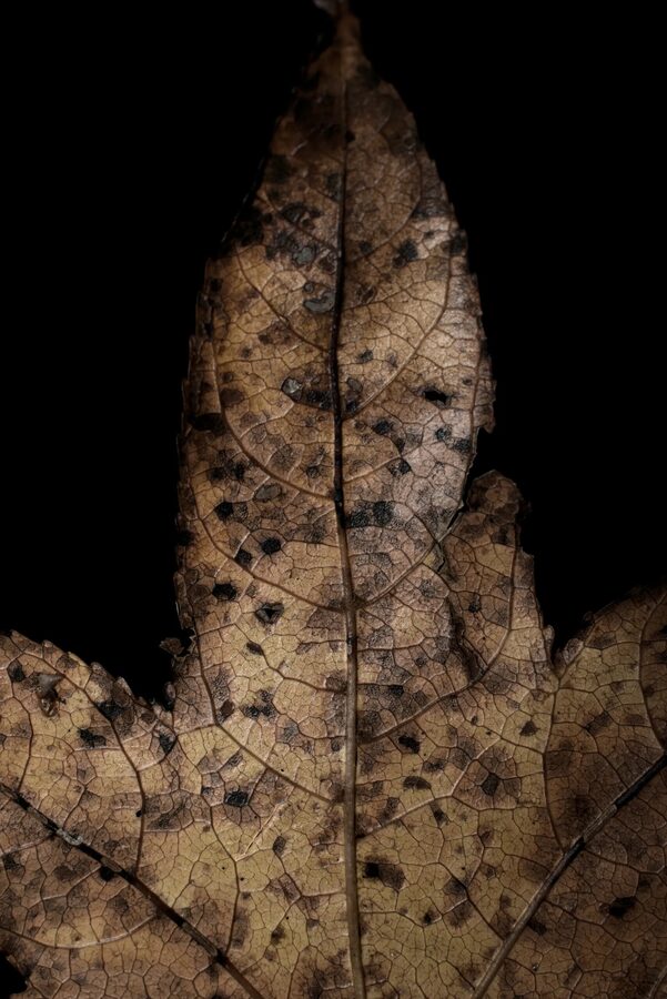 Faded Blooms, photo 16