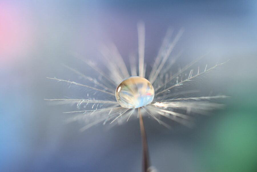 Dandelion Dreams, photo 30