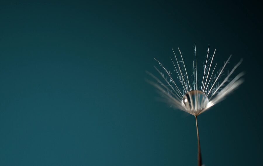 Dandelion Dreams, photo 29
