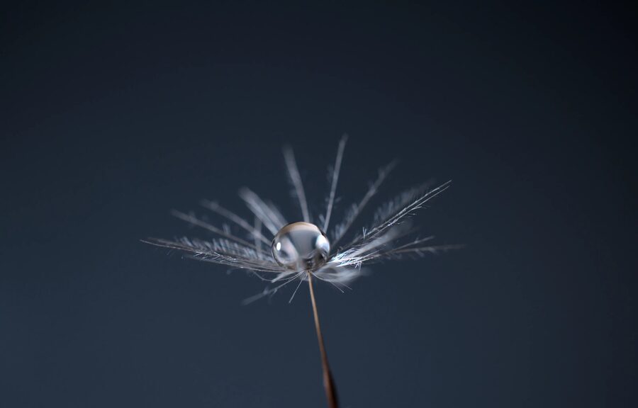 Dandelion Dreams, photo 28