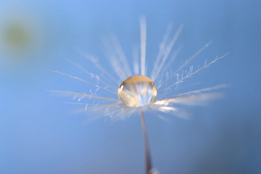 Dandelion Dreams, photo 27