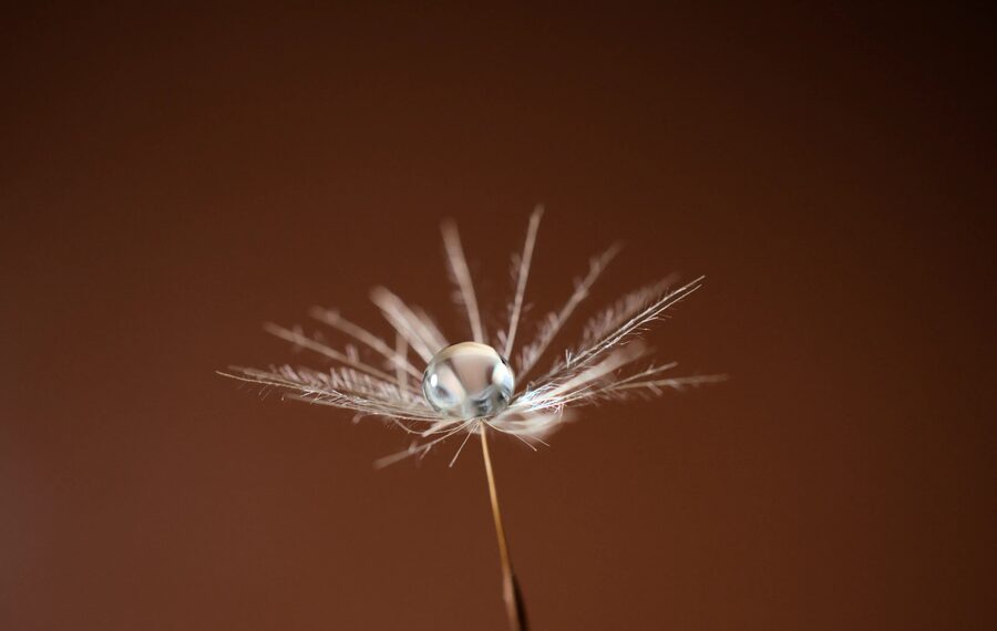 Dandelion Dreams, photo 26