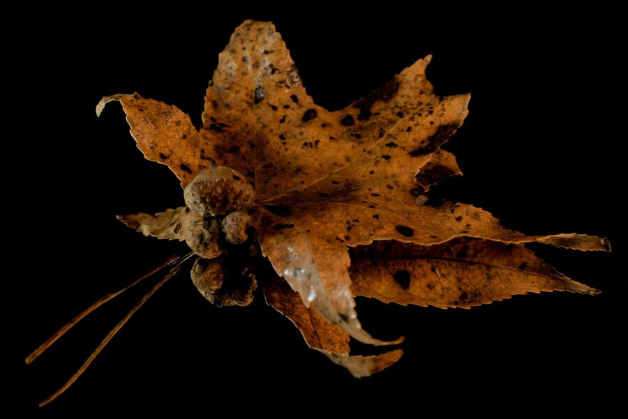 Faded Blooms, photo 15