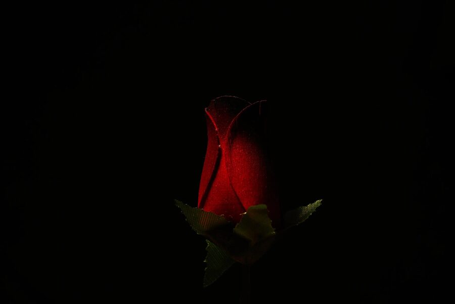 Florals, photo 9