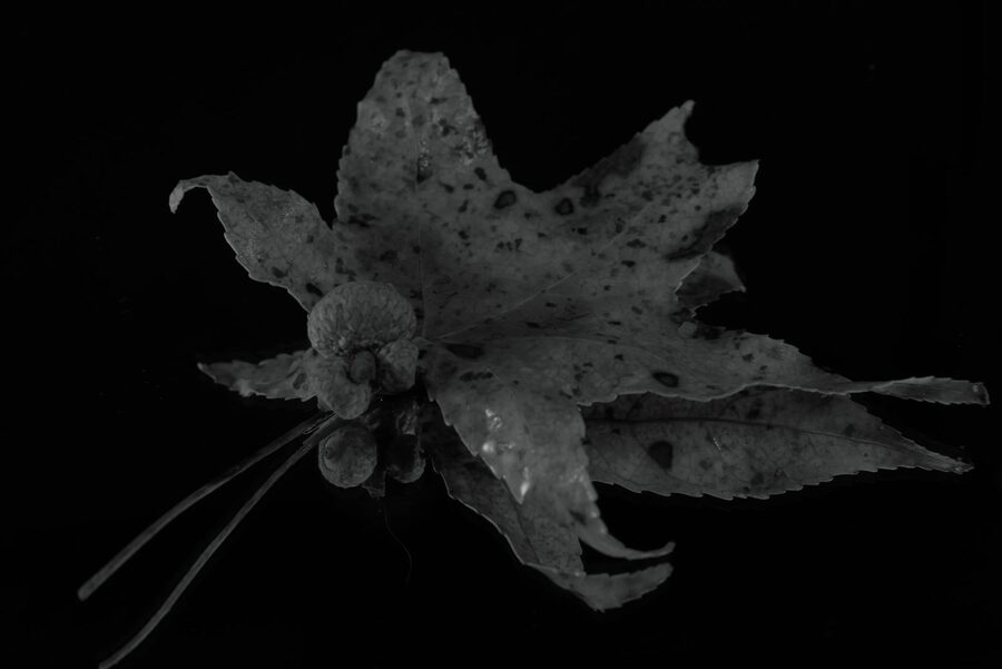 Faded Blooms, photo 14