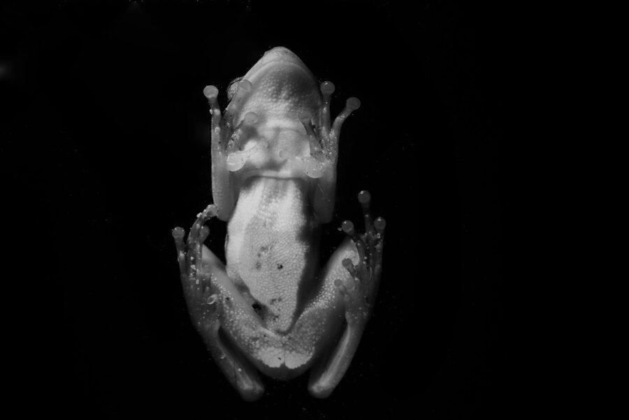 Monochrome, photo 4