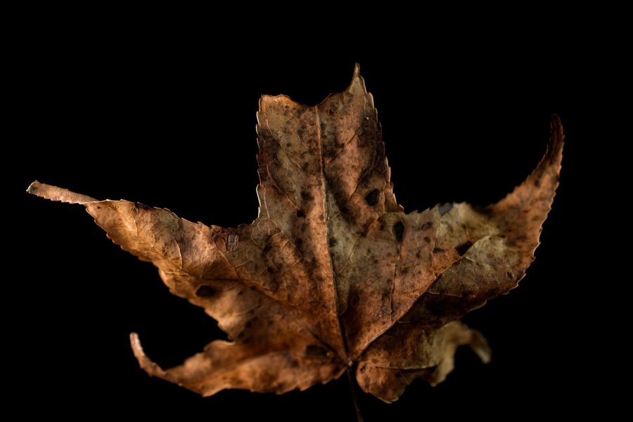 Faded Blooms, photo 13