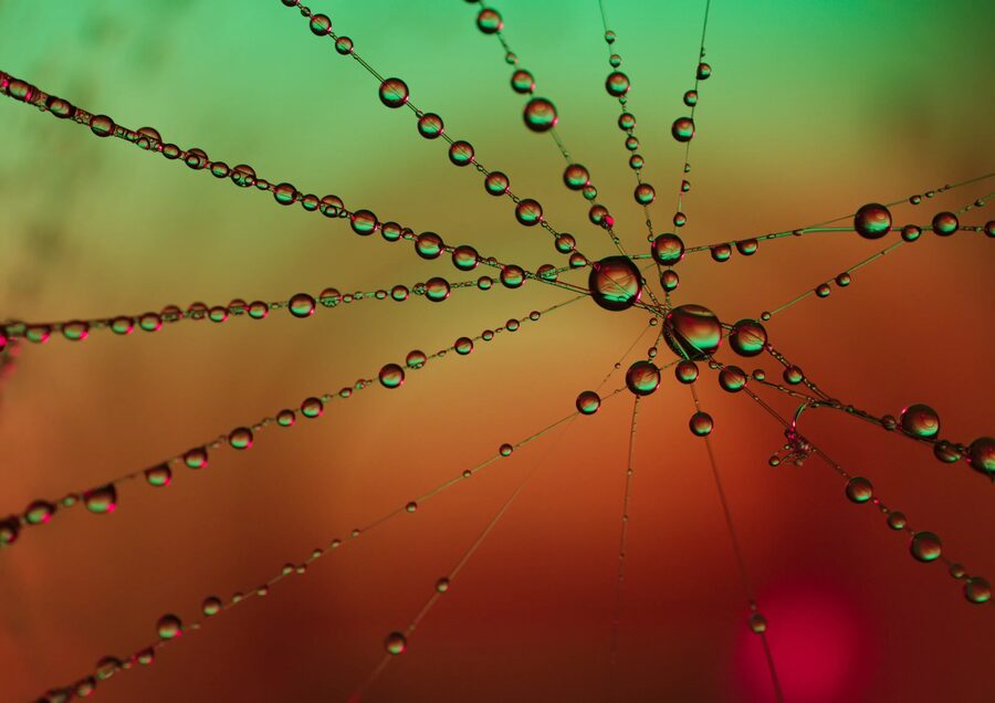 Dew Lines, photo 11