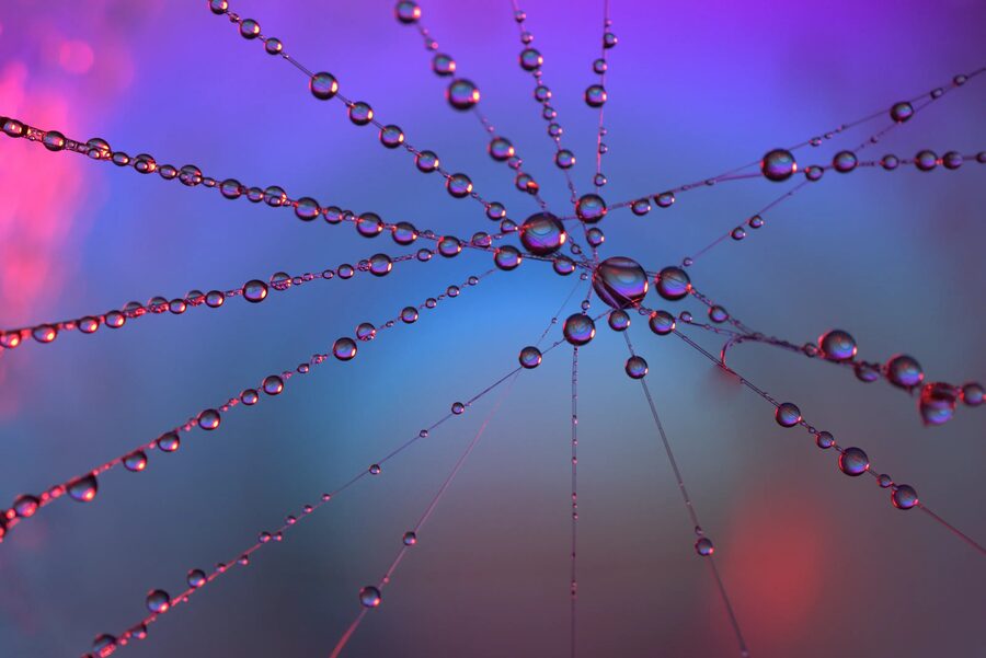 Dew Lines, photo 10