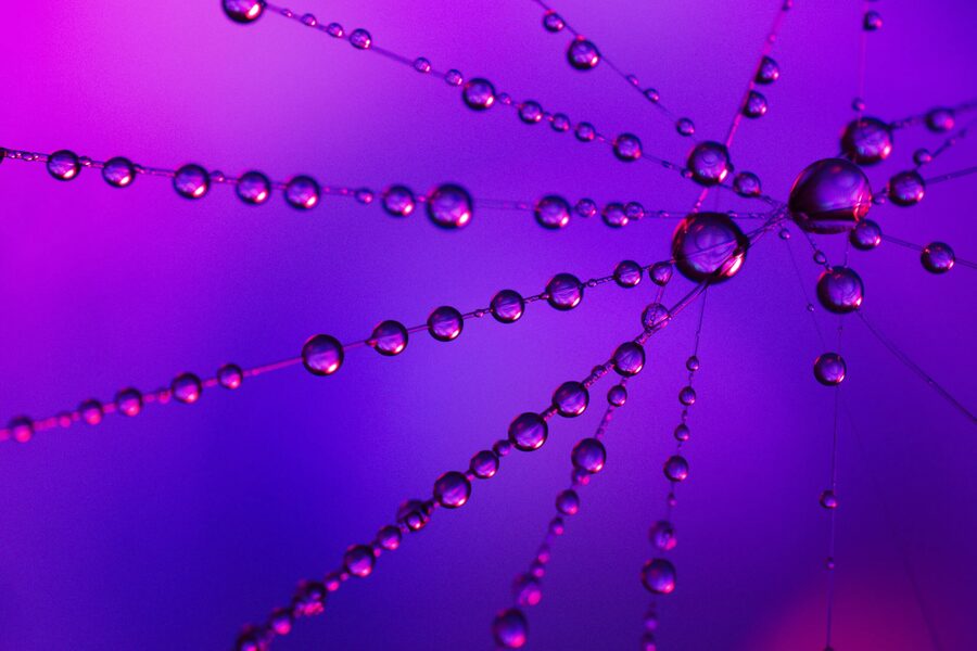Dew Lines, photo 9