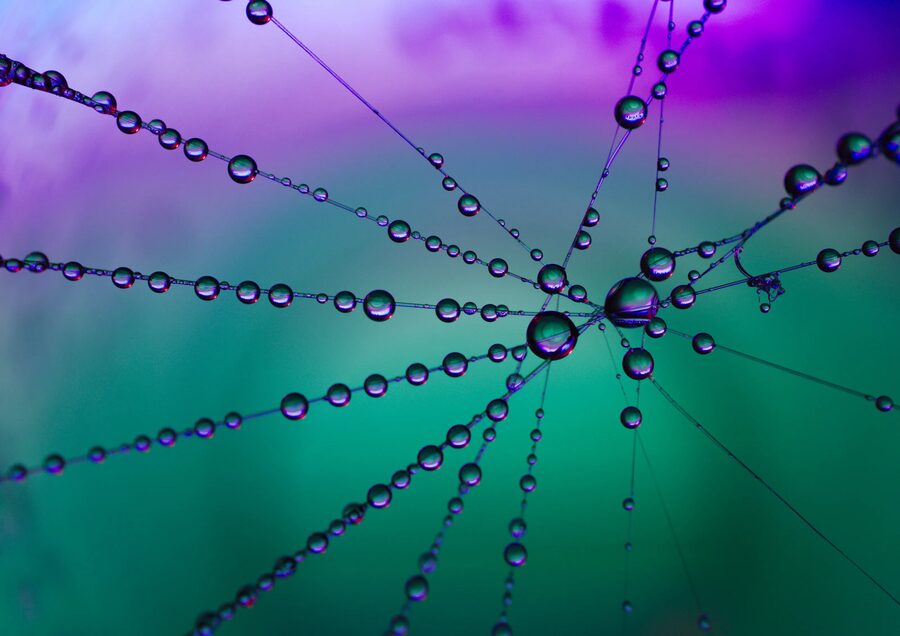 Dew Lines, photo 8