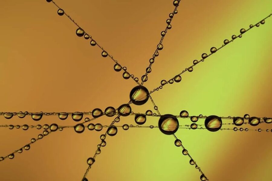 Dew Lines, photo 6