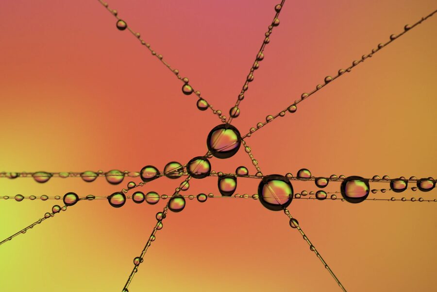 Dew Lines, photo 4