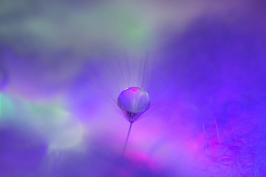 Dandelion Dreams, photo 25