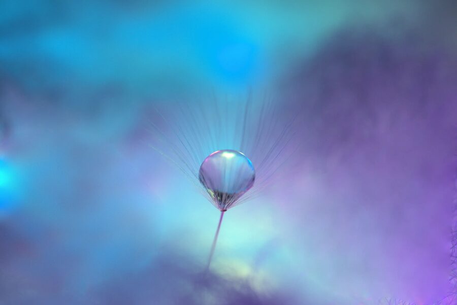Dandelion Dreams, photo 24