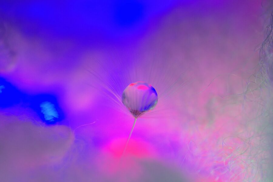 Dandelion Dreams, photo 23