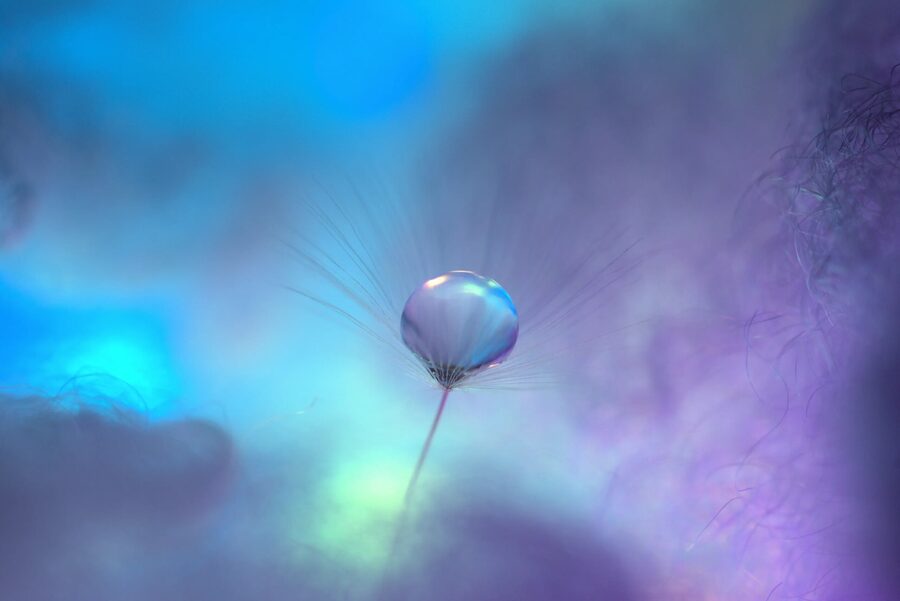 Dandelion Dreams, photo 22