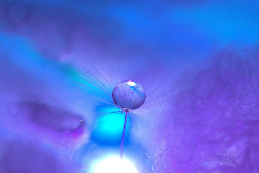 Dandelion Dreams, photo 21
