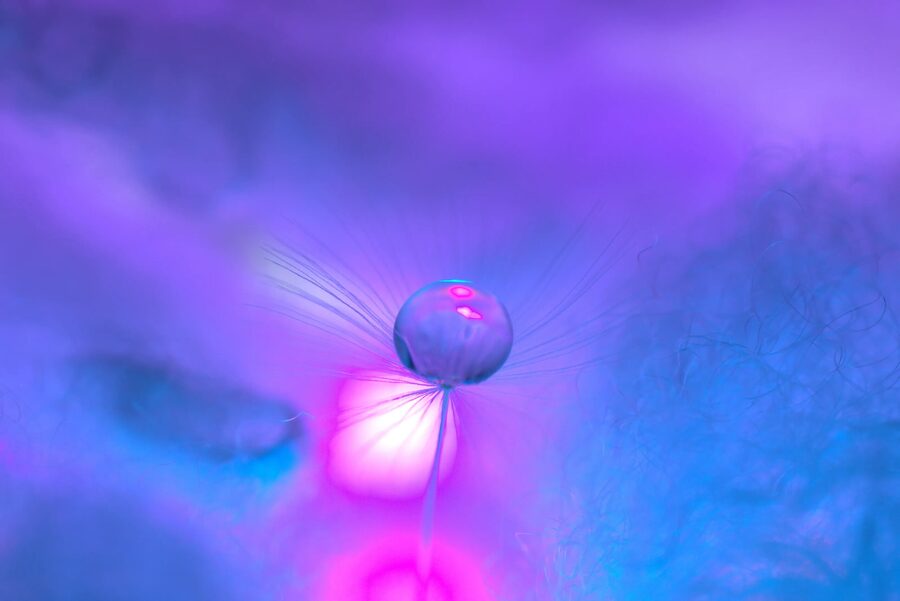 Dandelion Dreams, photo 20