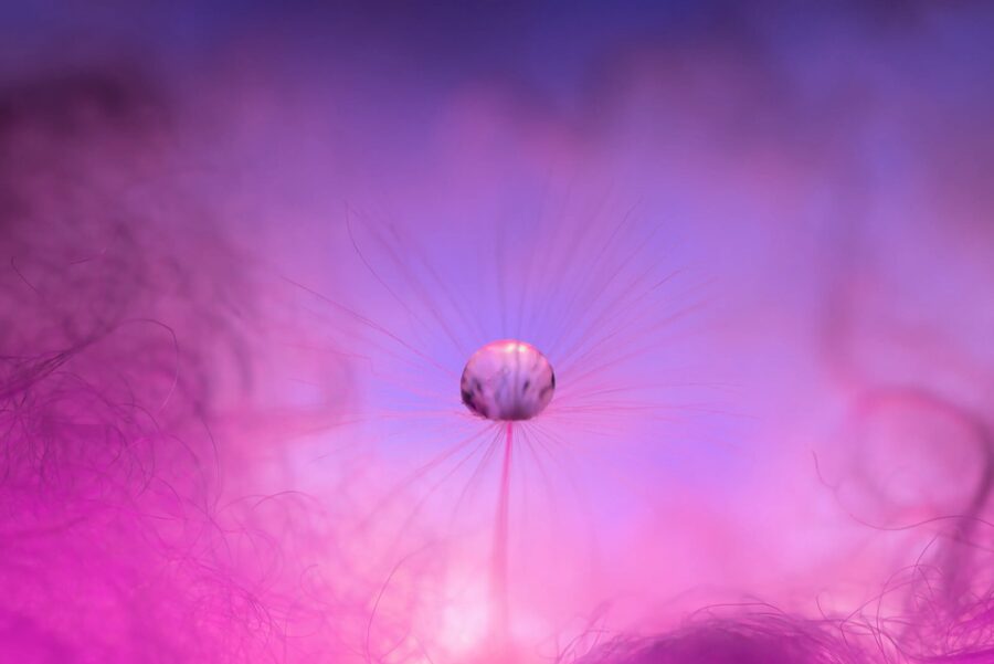 Dandelion Dreams, photo 19