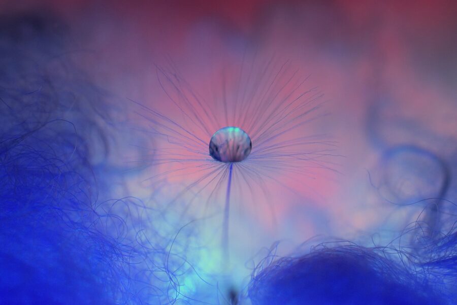 Dandelion Dreams, photo 18