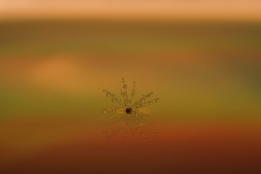 Dandelion Dreams, photo 17
