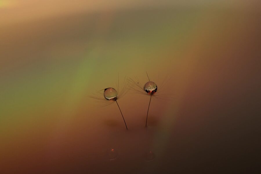 Dandelion Dreams, photo 16