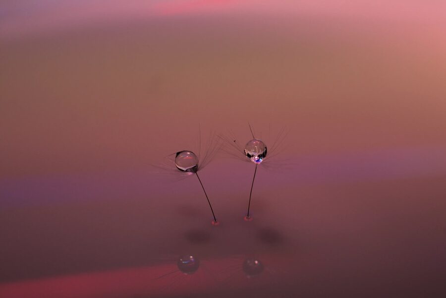 Dandelion Dreams, photo 15