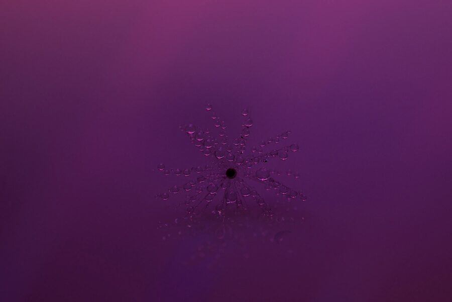 Dandelion Dreams, photo 14