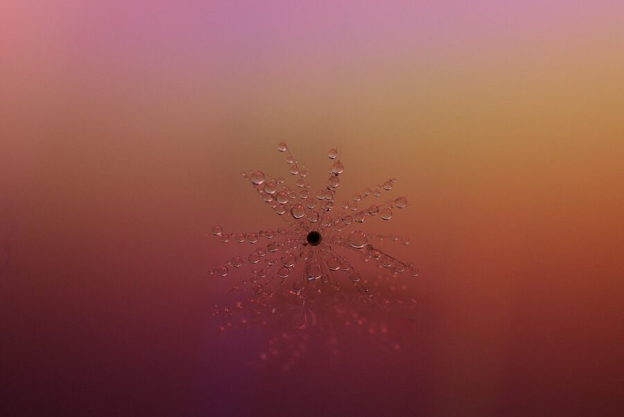 Dandelion Dreams, photo 13