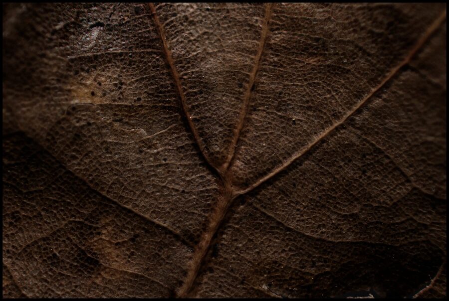 Faded Blooms, photo 12