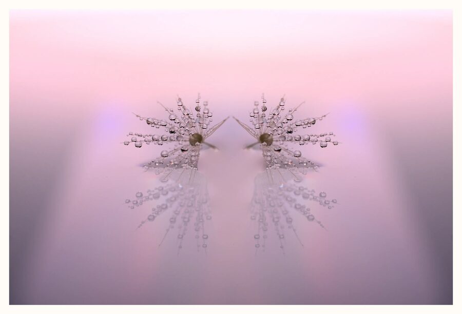 Dandelion Dreams, photo 12