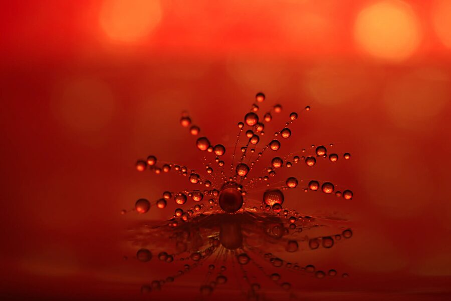 Dandelion Dreams, photo 10