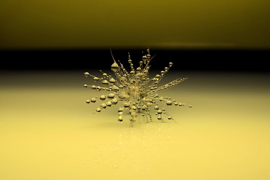 Dandelion Dreams, photo 9